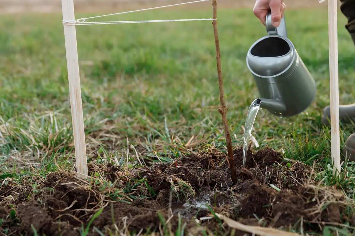 Stropitoare care udă un pom tânăr plantat în iarbă, simbol al creșterii pe termen lung